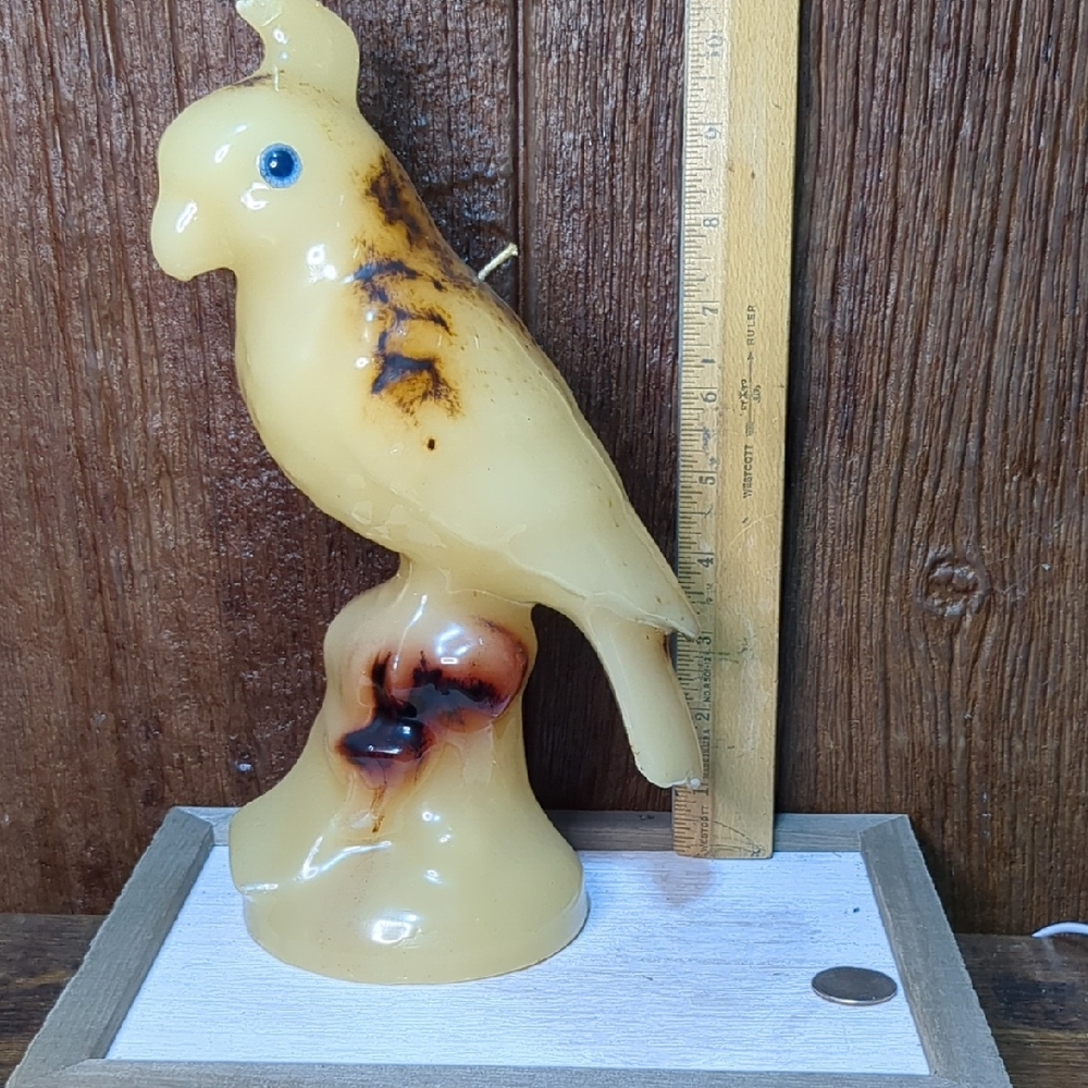 Bird Candle Huge Tans Browns Parrot Parakeet Cockatoo